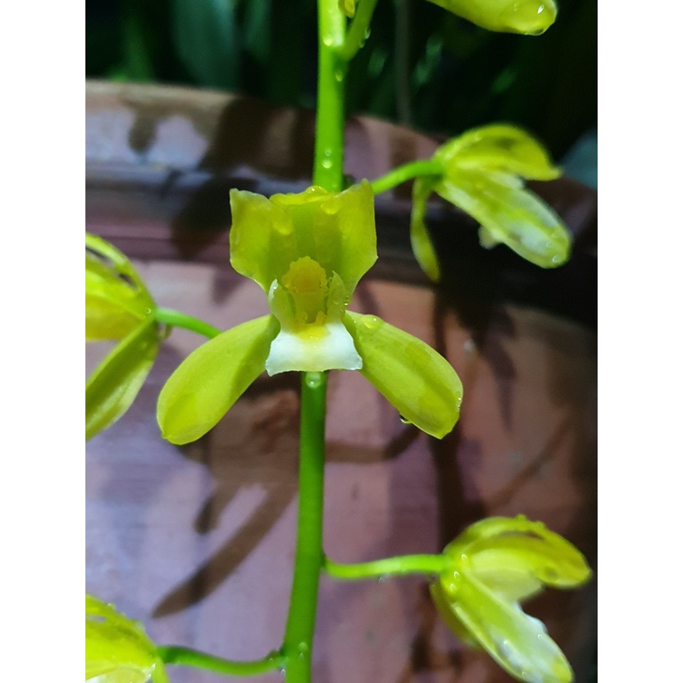 Lan kiếm xanh huế hàng giống