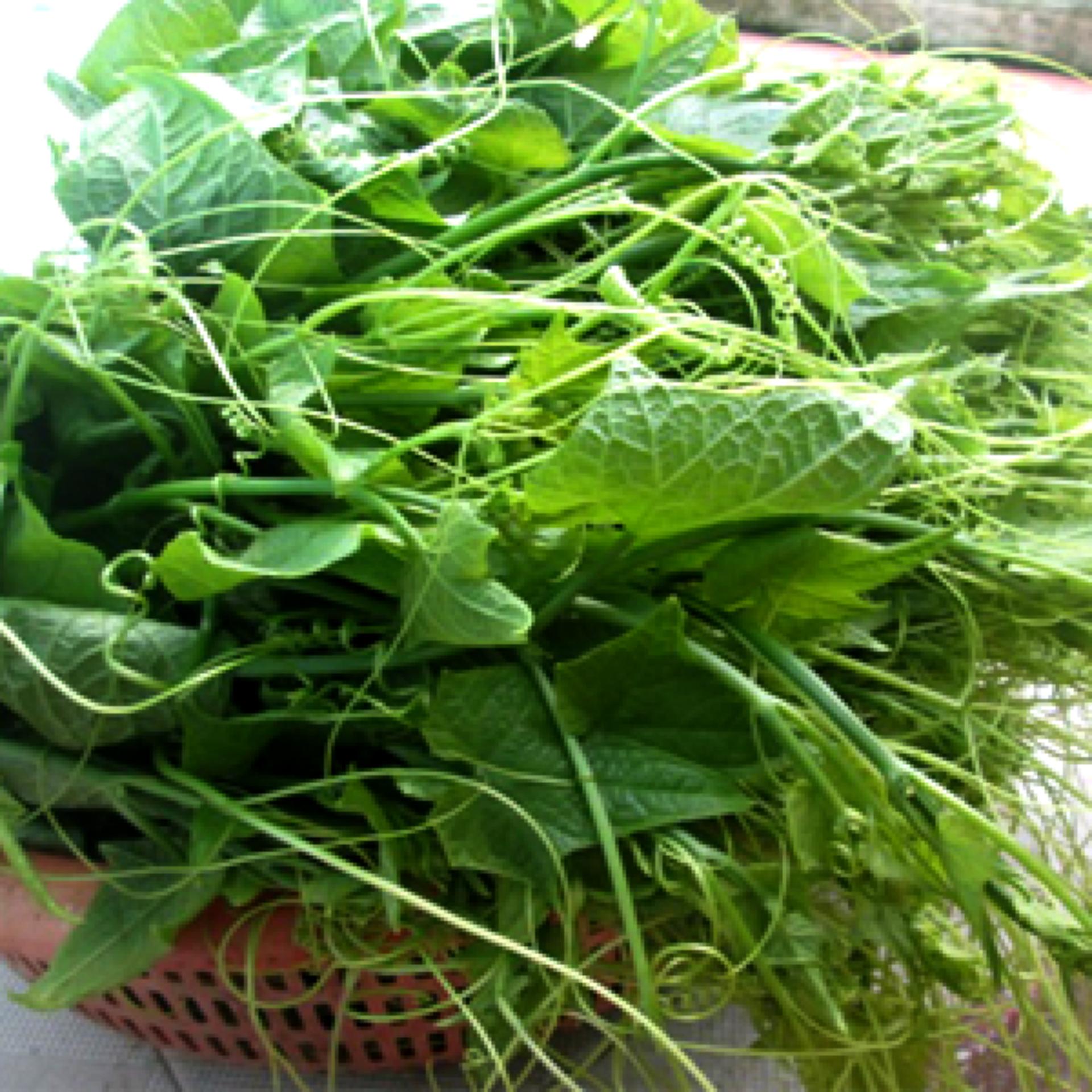 10g Hạt giống Bí Siêu đọt và bông