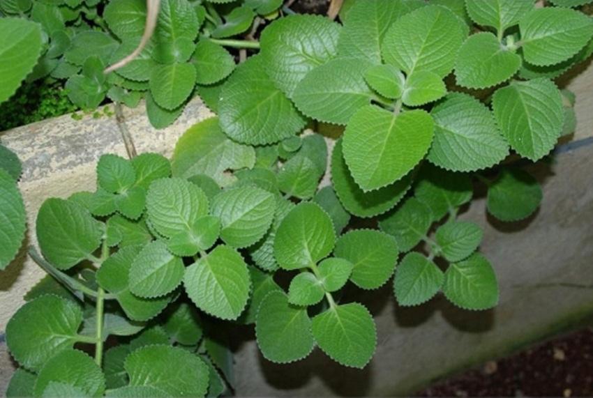 Hạt giống Rau Thơm Lùn ( Húng Chanh)