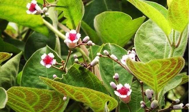 CHẬU CÂY GIỐNG CÂY LÁ MƠ LÔNG TÍM (MƠ LÔNG TAM THỂ LÁ MÀU TÍM)