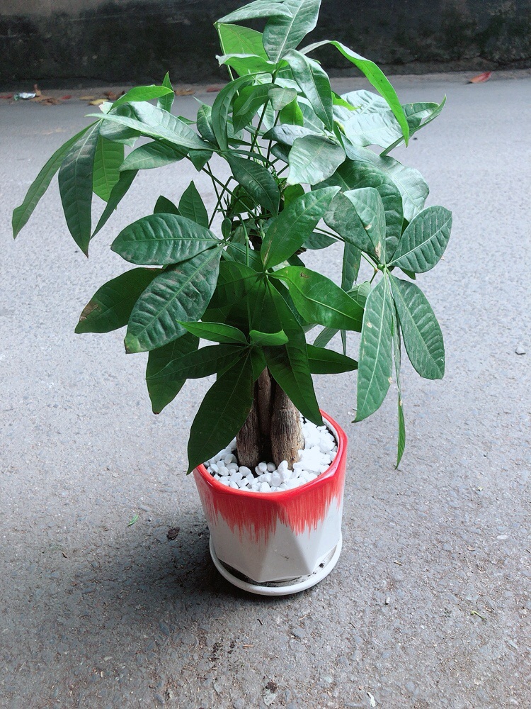 Chậu Cây Kim Ngân Thắt Bính
