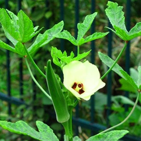 Okra seeds - High Quality Seeds