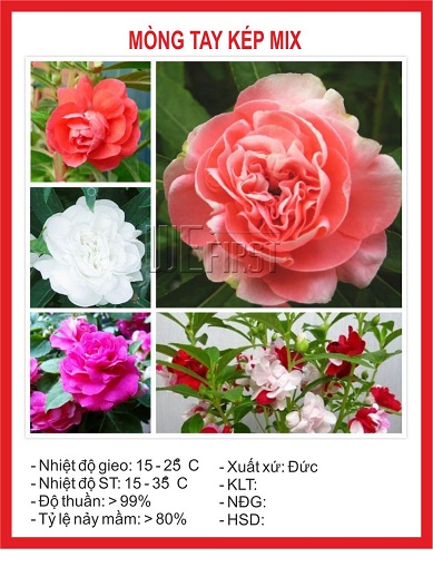 "Gói 50 Hạt " Hạt giống hoa móng tay kép mix Màu