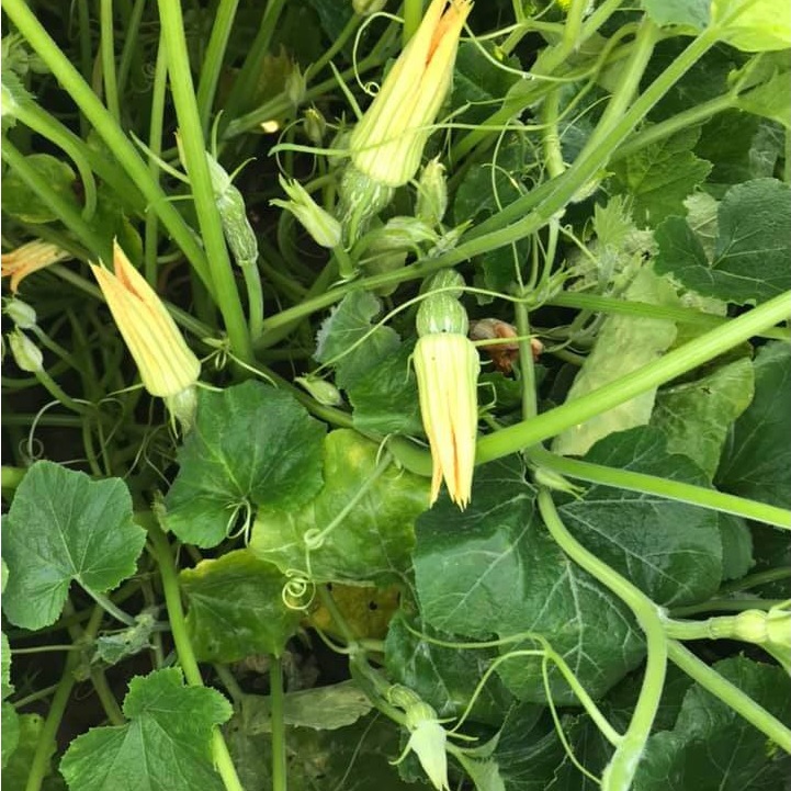 Hạt giống bí siêu nụ F1 giống kháng bệnh nhiều nụ ăn ngon ngọt PTP68 | Phởms Market