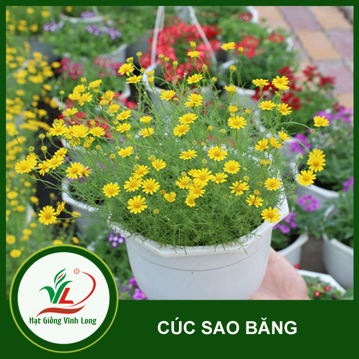 Hạt giống hoa Cúc sao băng RD 865 - 0.03g