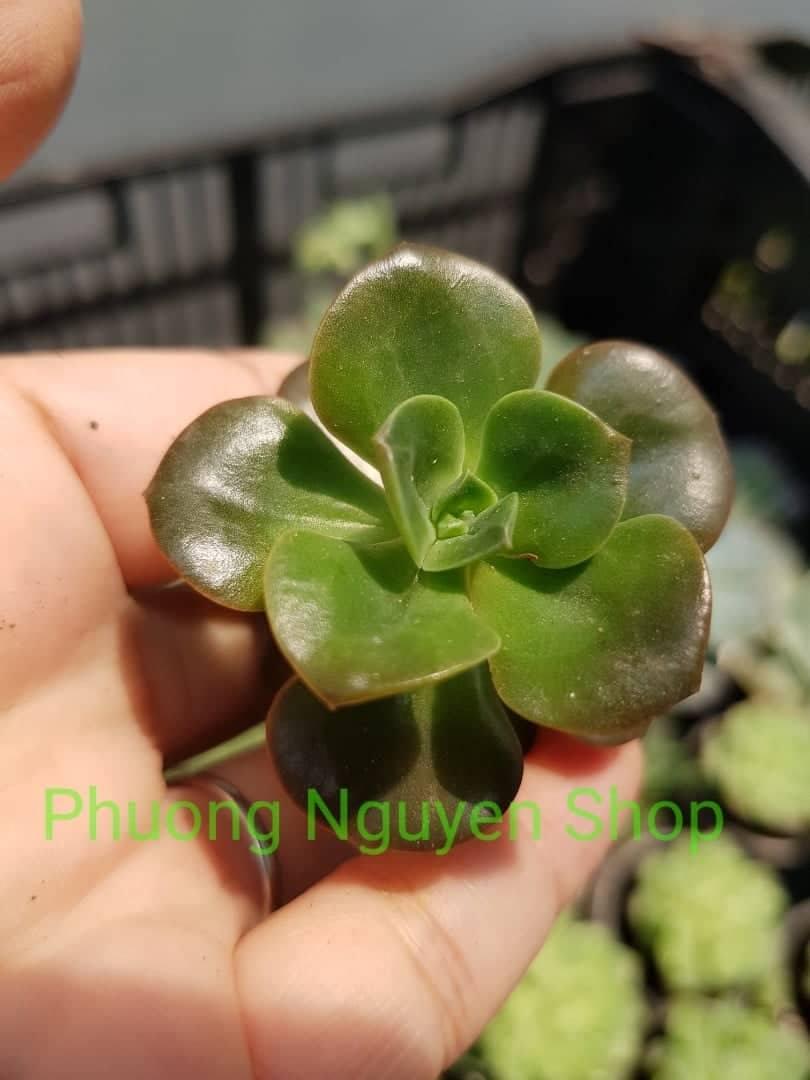 Sen Đá Nhật Nguyệt