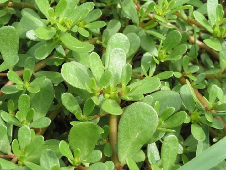 H171- Gói 5gr hạt giống rau sam