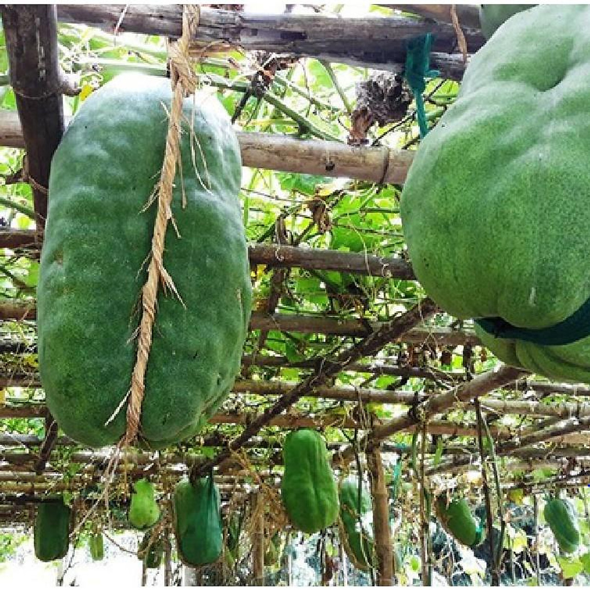 Hạt giống Bí Đao Xanh khổng lồ 5 hạt/gói