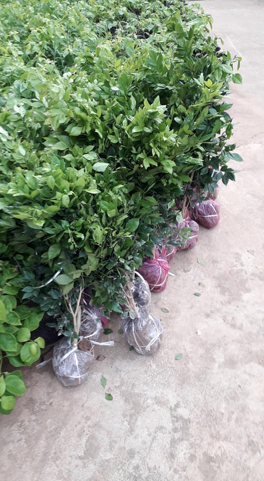 BẦU CÂY NGUYỆT QUẾ SIÊU ĐẸP, HOA SIÊU THƠM