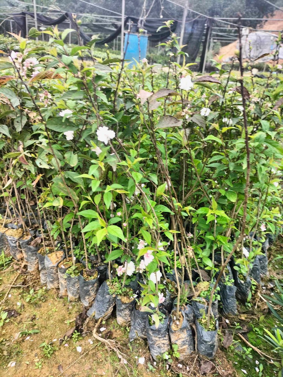 Cây giống nhất chi mai anh đào (ảnh thật số 2 )