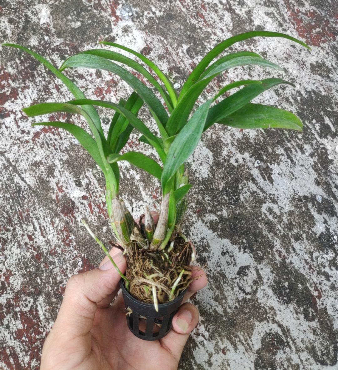 Dendro Thái nhiều màu, siêng hoa.
