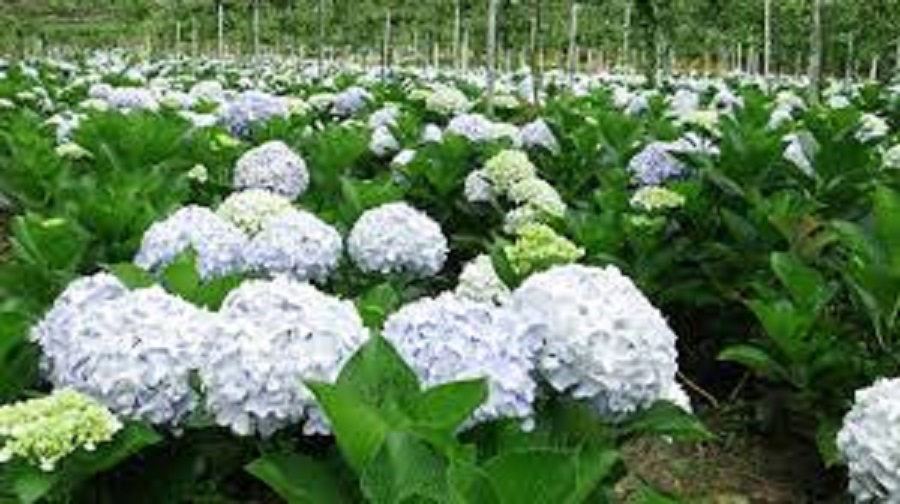 CÂY HOA CẨM TÚ CẦU hoa siêu to siêu đẹp
