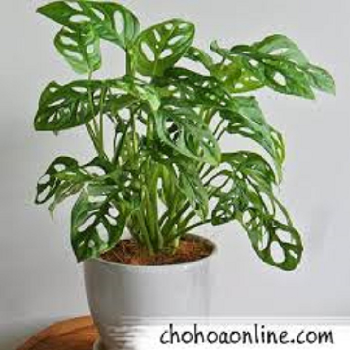 trầu bà lỗ-lá mưa
