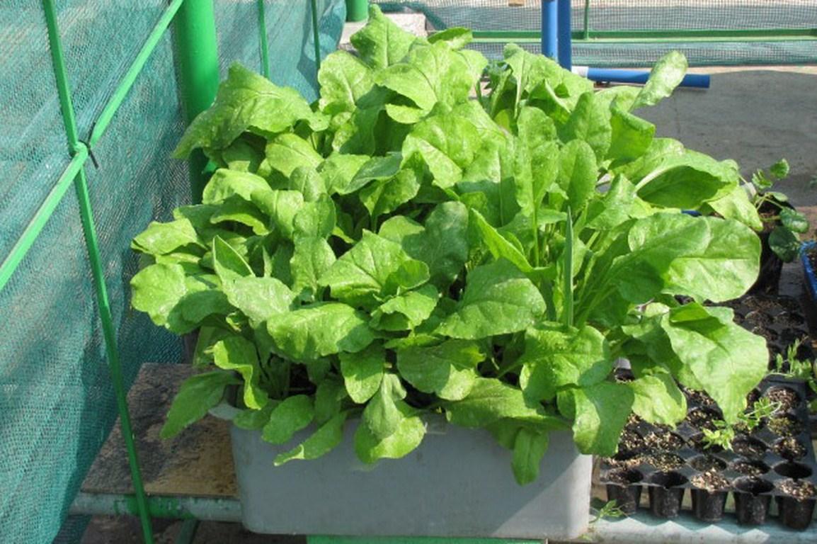Hạt giống cải bó xôi chịu nhiệt (rau chân vịt) 20gr