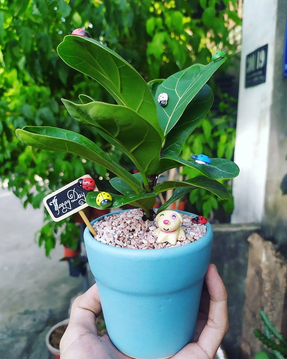 CHẬU SỨ BÁT TRÀNG CAO CẤP