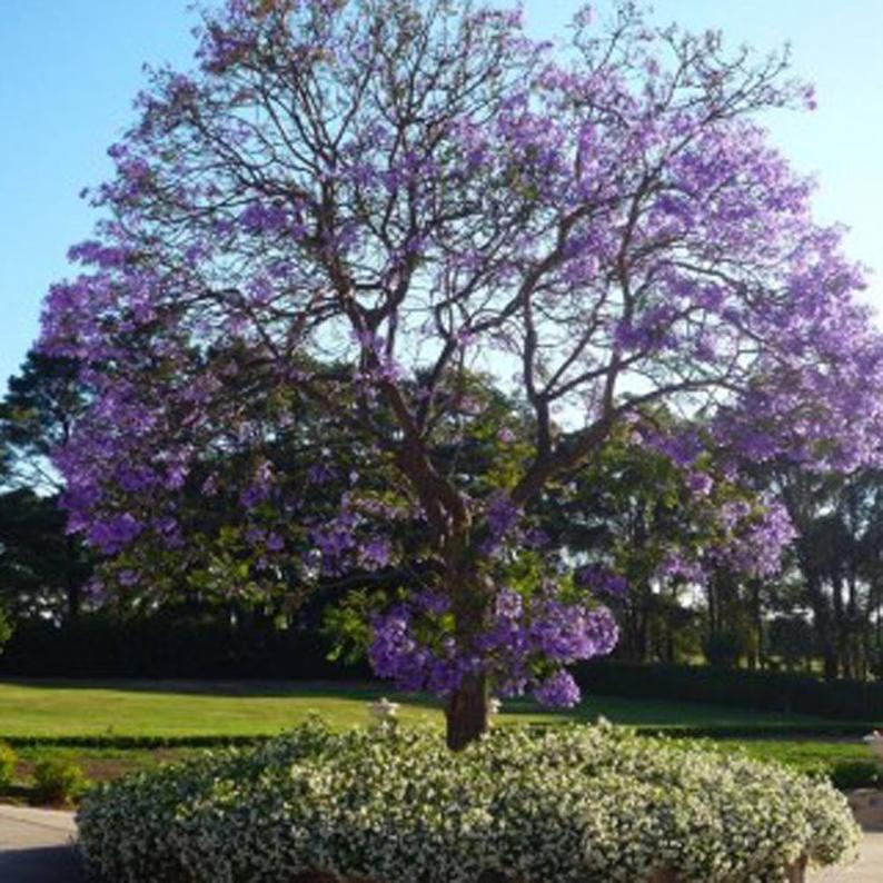 Jacaranda mimosifolia seeds