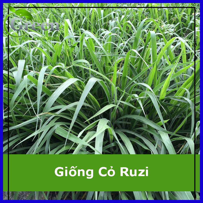 Hạt Giống Cỏ Chăn Nuôi Cỏ Ruzi Chăn Thả Thái Lan Giàu Đạm 100G