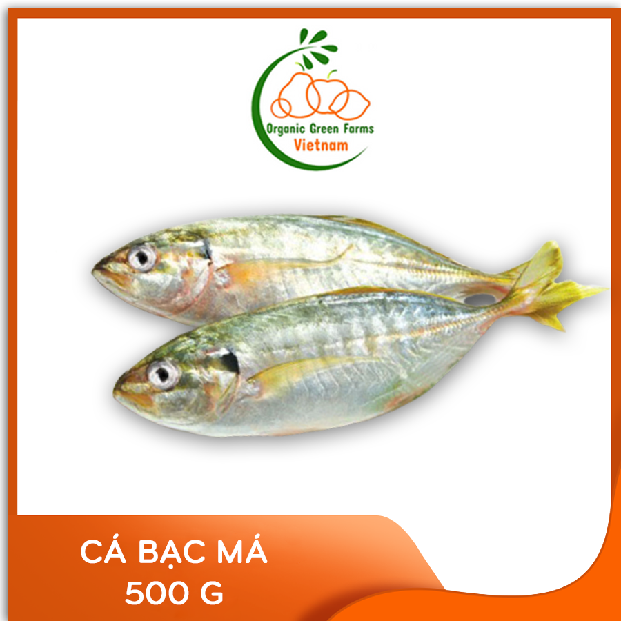 [OGF] - Cá bạc má (500g) - [Giao nhanh TPHCM]
