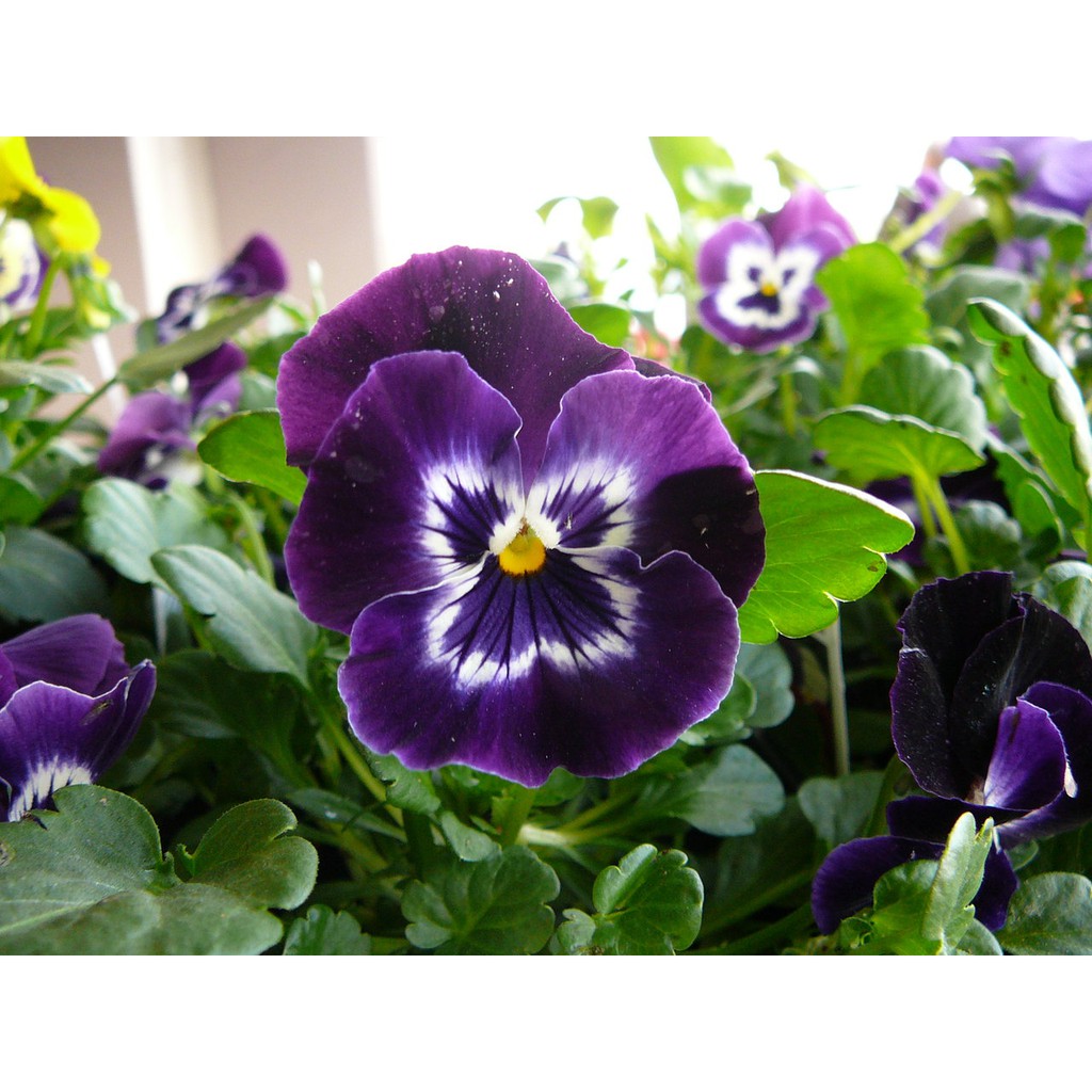 Hạt giống HOA BƯỚM VIOLA MIX