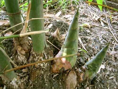 Măng tre bát độ, giống măng ngọt bát độ, cây đẹp chuẩn