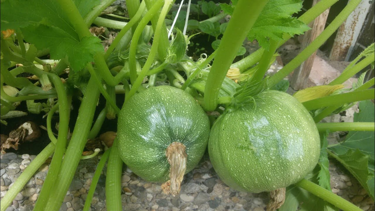 Hạt giống bí ngòi tròn