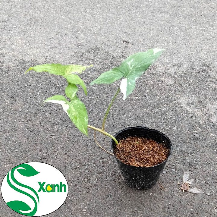 Cây Trầu Bà Var Syngonium Albo variegata