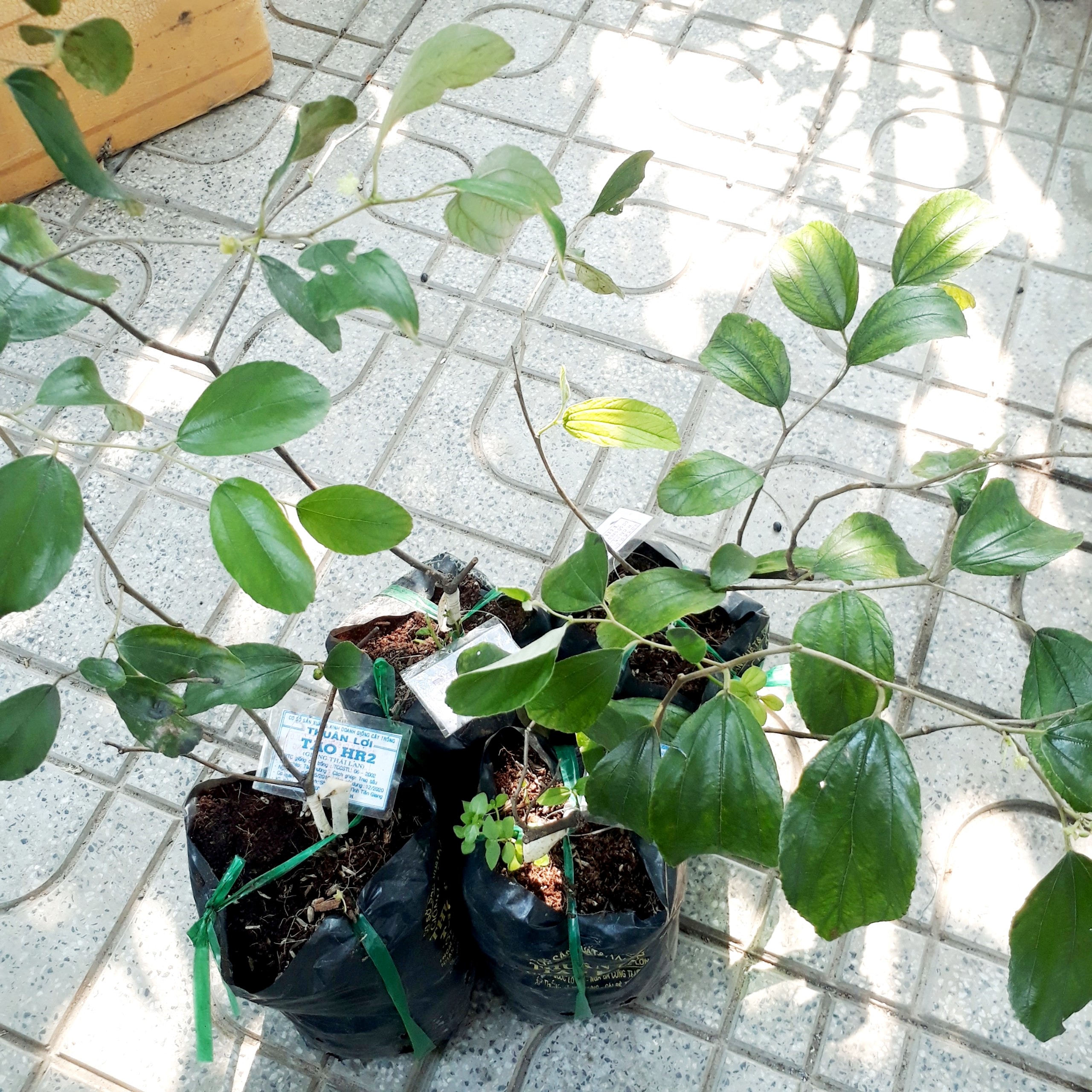 CÂY GIỐNG TÁO THÁI LAN
