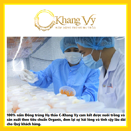 Bột đông trùng hạ thảo C-Khang Vy (Hộp 10g)