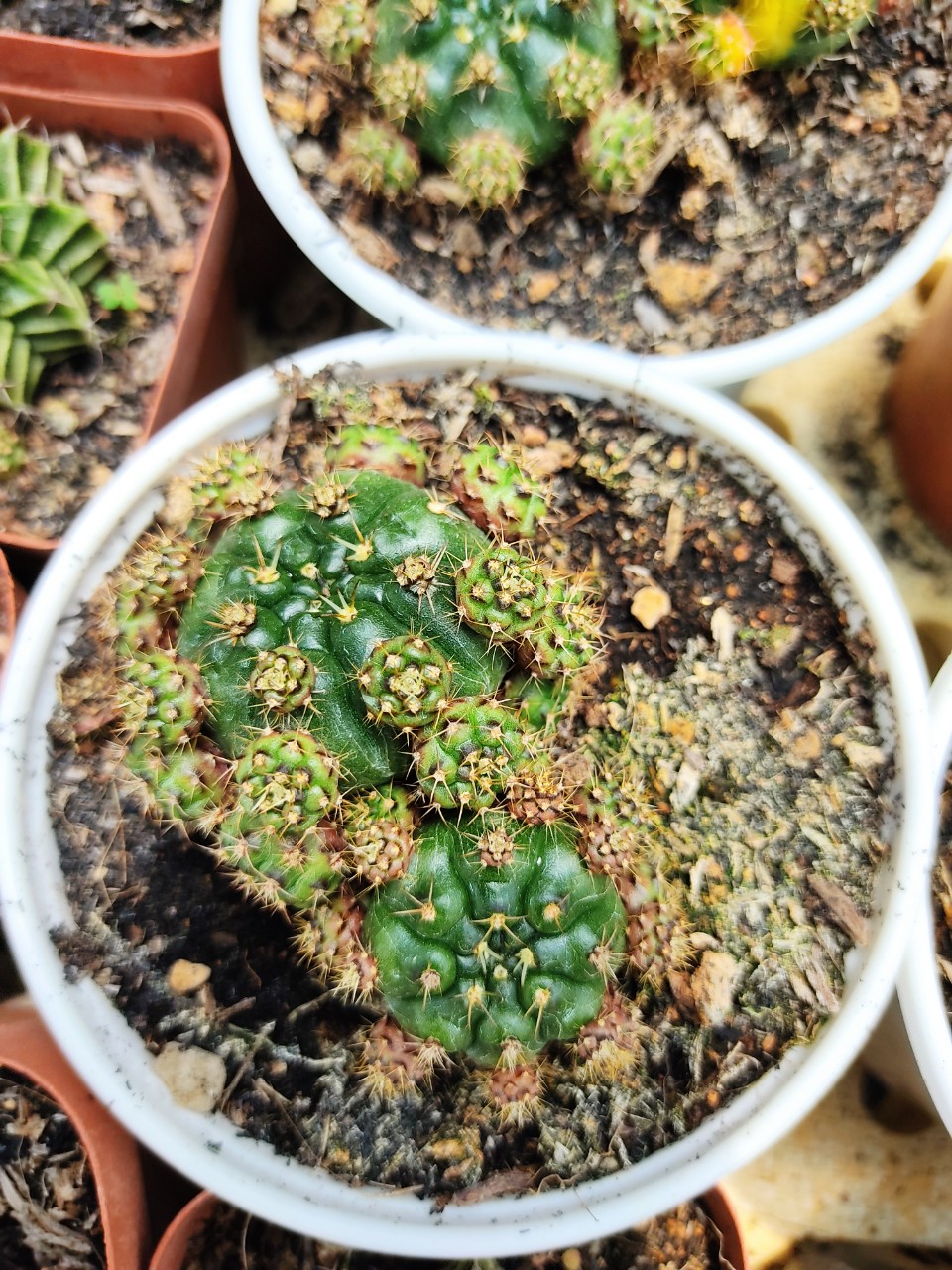Xương rồng DAMSI (nhiều size)