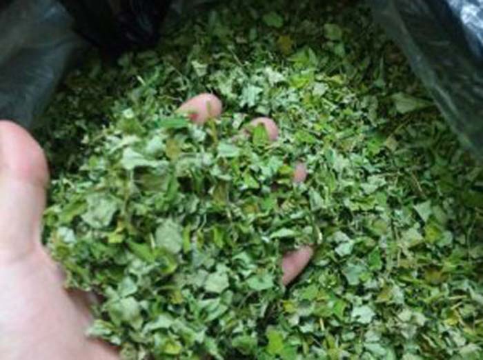 Chùm ngây sấy khô