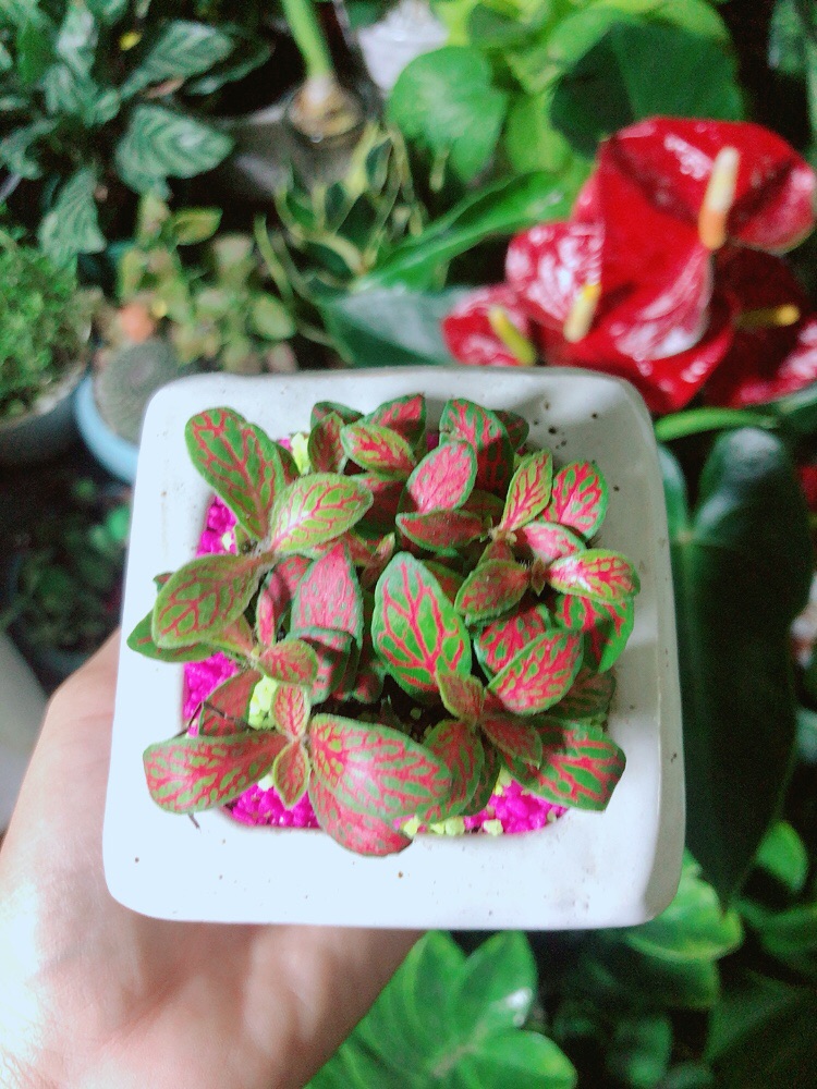 Chậu Cây Cẩm Nhung (lá may mắn) Màu Cam