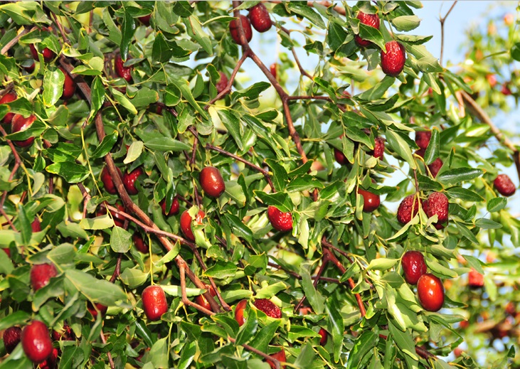 TÁO ĐỎ TÂN CƯƠNG 100G