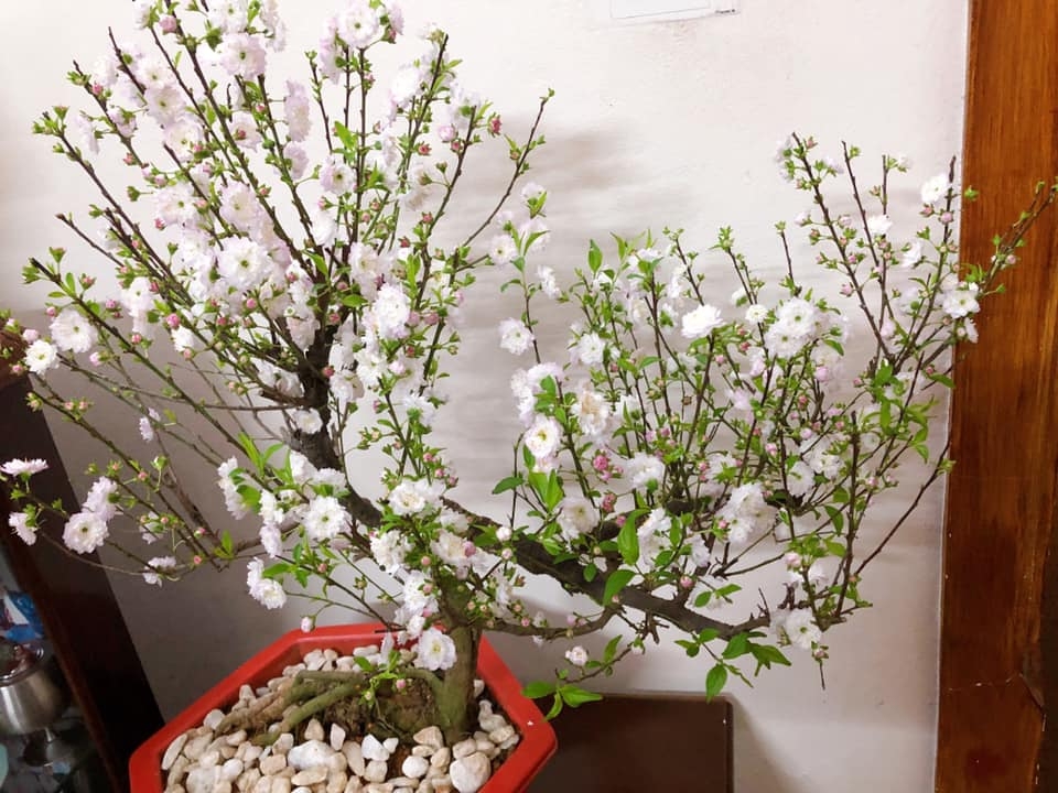 COMBO 10 CÂY GIỐNG NHẤT CHI MAI