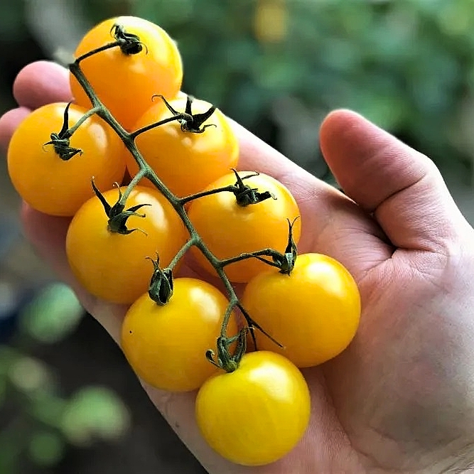 Hạt giống cà chua bi ngọt ORANGE CHARM 403 gói 5 hạt