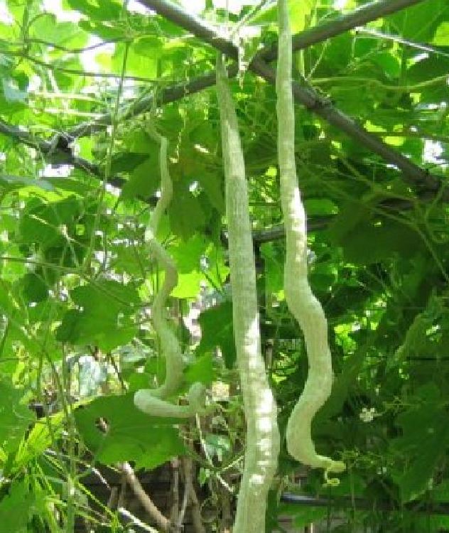 "Gói 5 Hạt " Hạt Giống Mướp Nhật(Mướp Rắn )