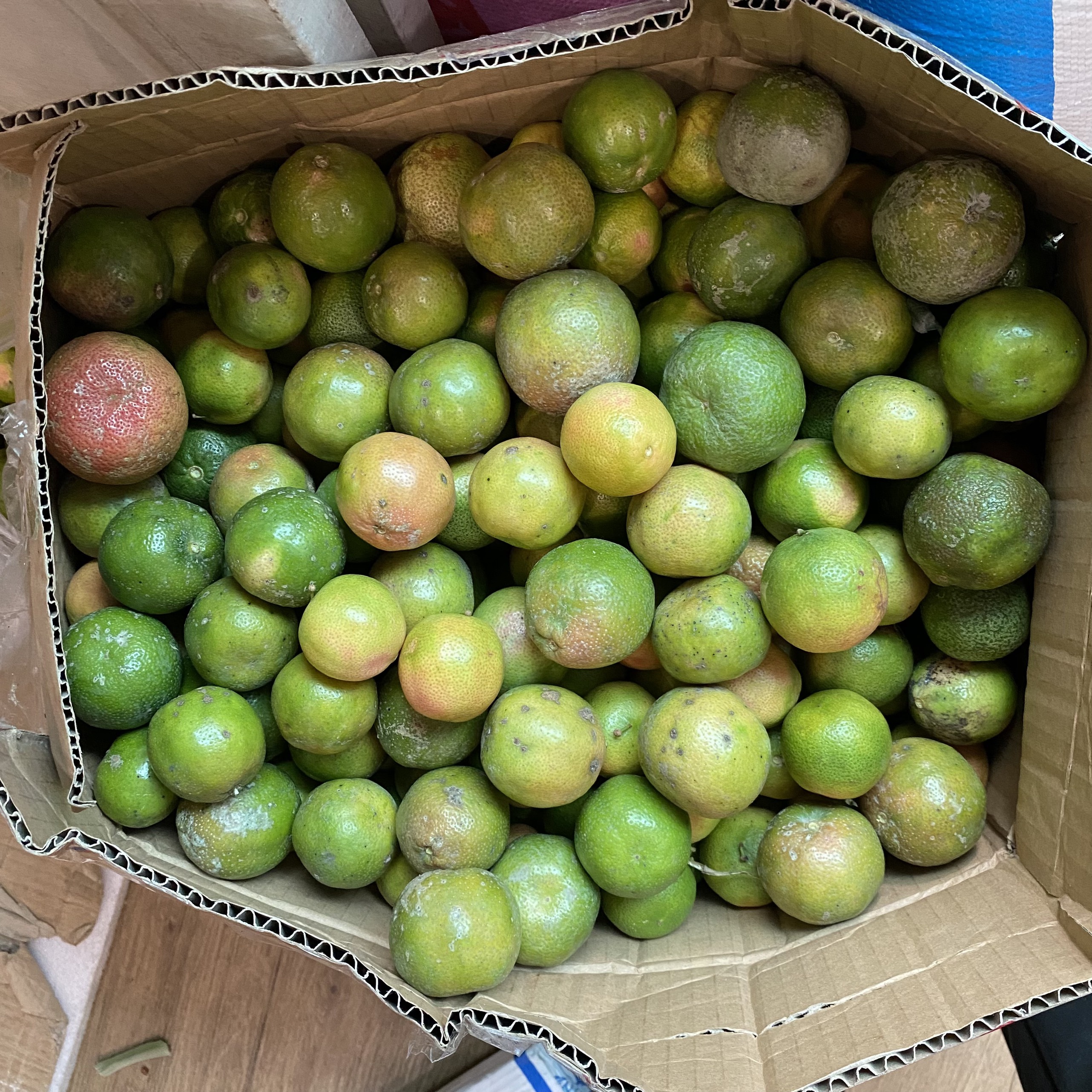 COMBO 2kg CHANH ĐÀO TƯƠI HÒA BÌNH CĂNG MỌNG
