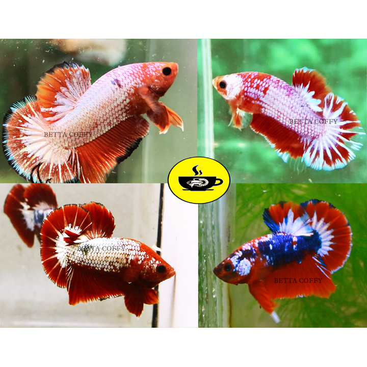 Men Tiêu Hoá ANTINO cao cấp cho cá tép 🐠🦐