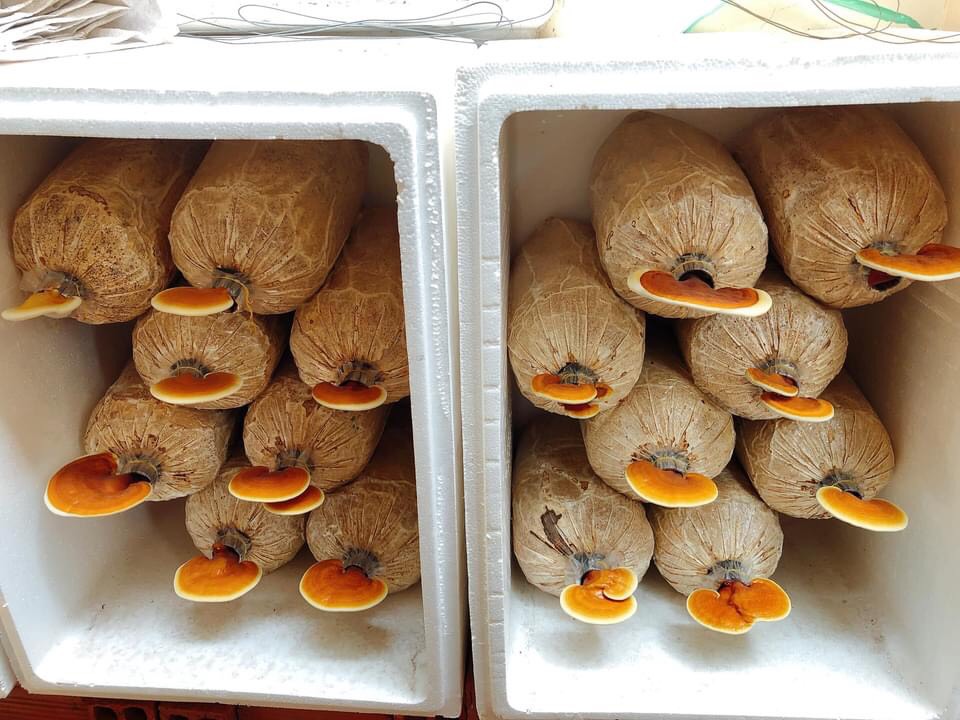 Phôi nấm Linh chi (01 kiện 14 bịch)