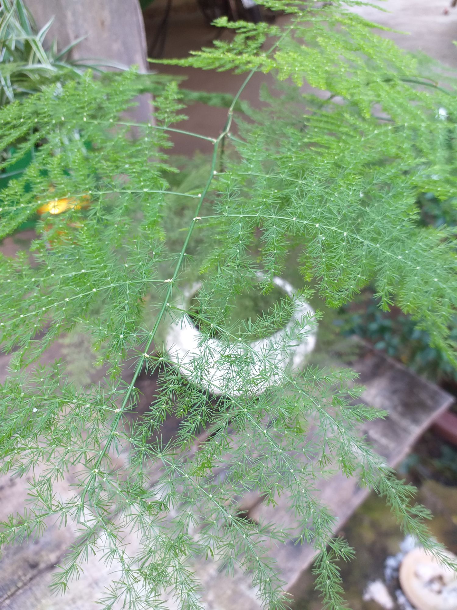 cây Thủy Tùng