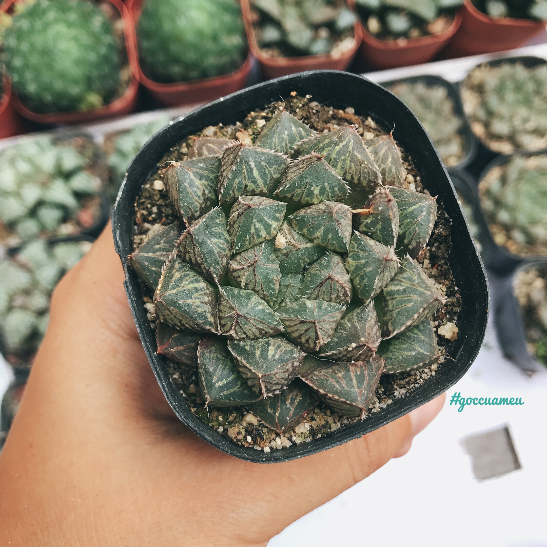 Sen đá Haworthia Mirror đen nhọn