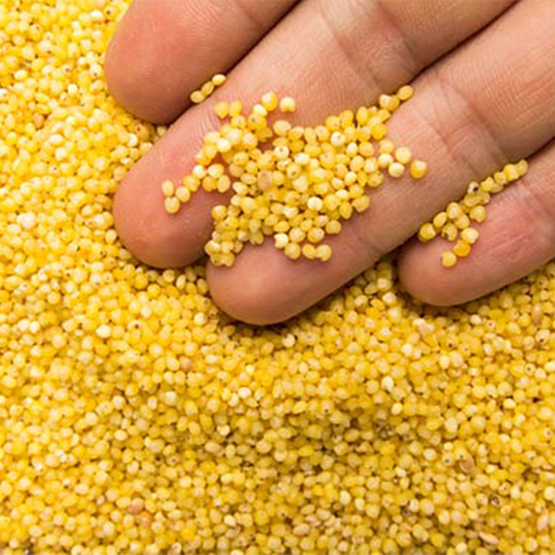 Hạt kê nếp vàng, hạt to đã tách vỏ [1KG] - DB117