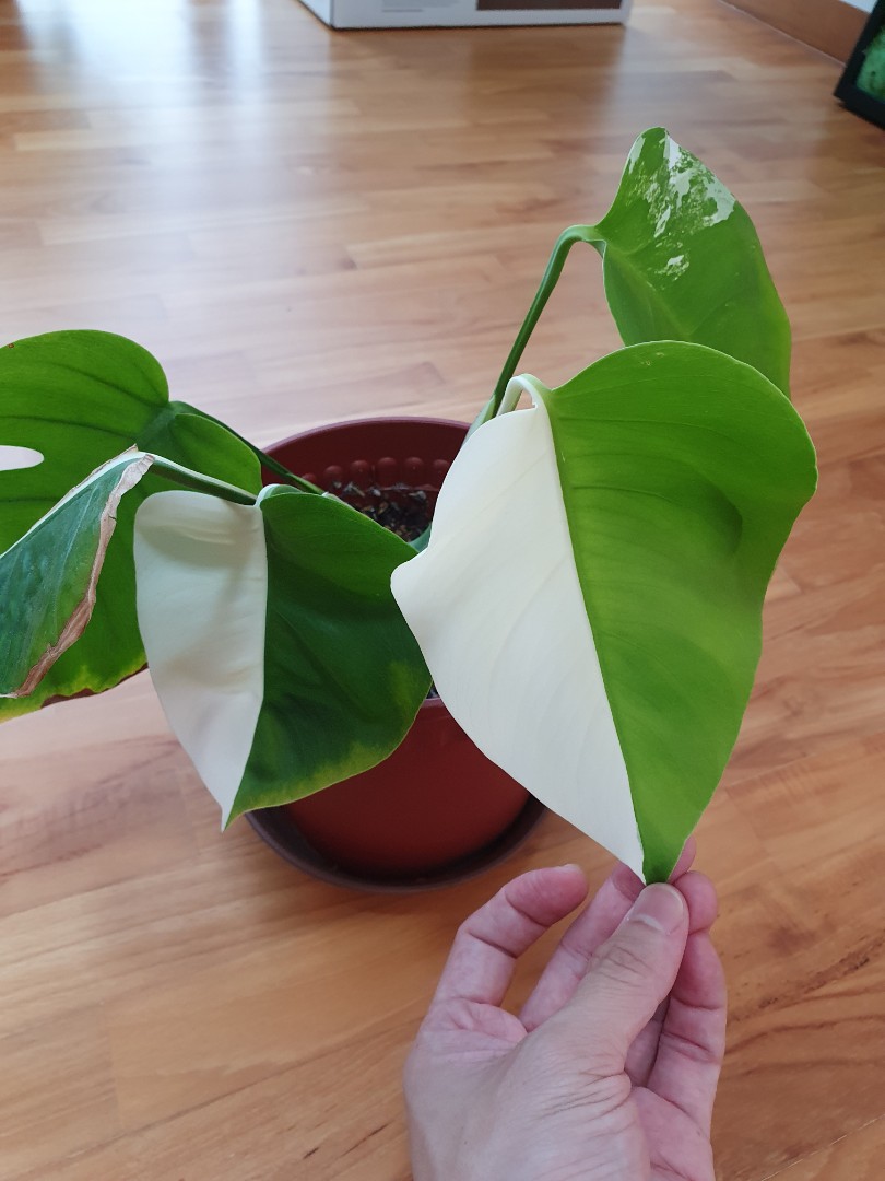 Trầu Bà Lá Xẻ Var (Monstera Albo)