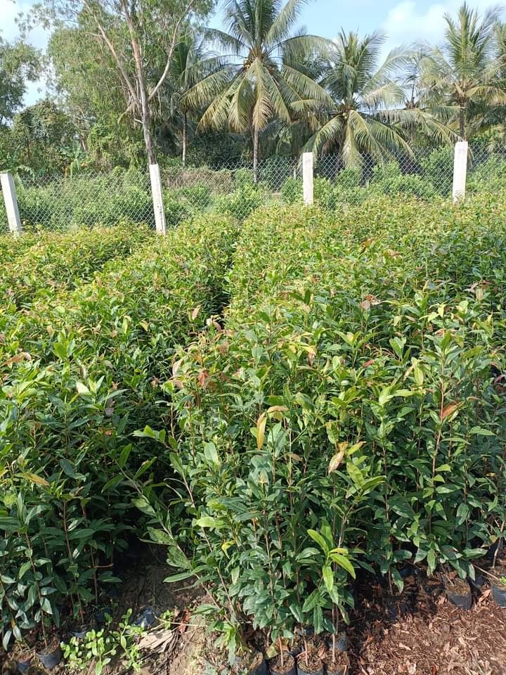 Hoa cúc mai 150 cánh_cây giống