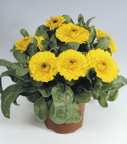 Hạt Giống Hoa Cúc ZINNIA Thấp Cây 50 hạt