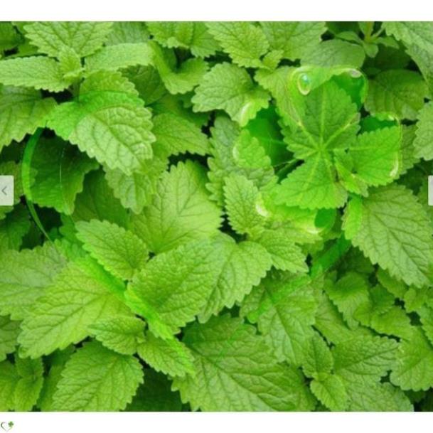 Hạt giống rau Húng Chanh gói 0,2 gram