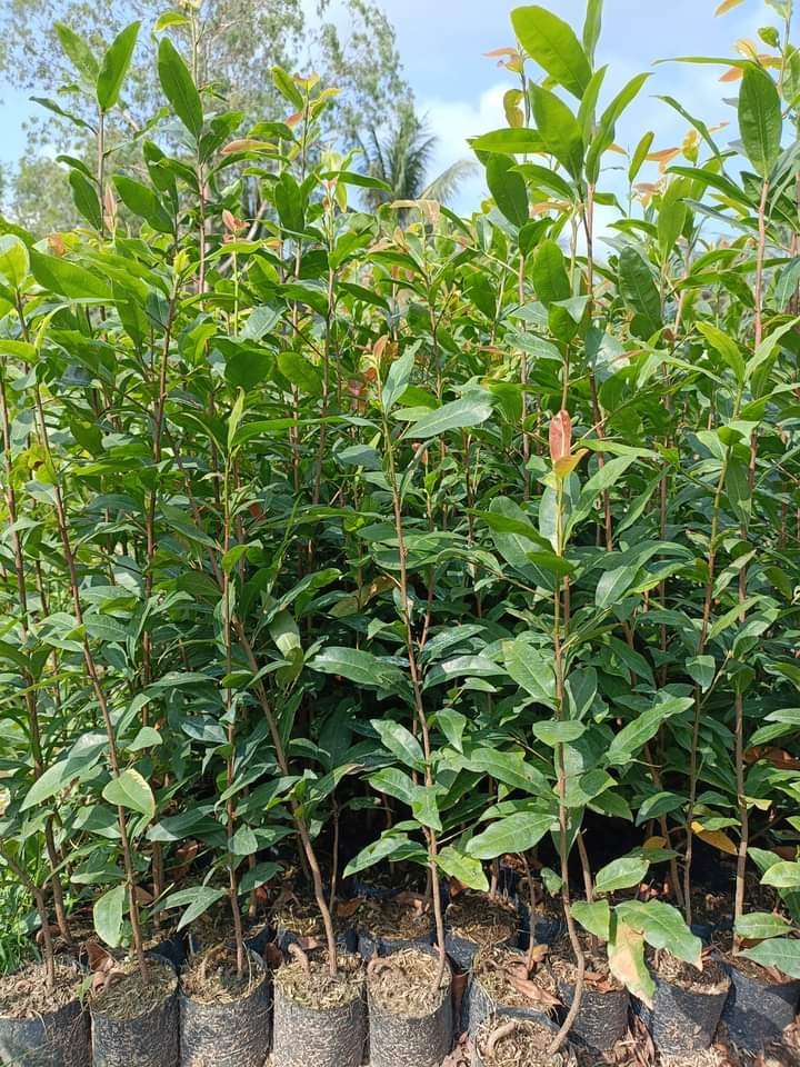 Hoa cúc mai 150 cánh_cây giống