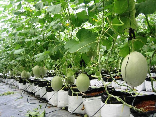 Túi Trồng Dưa Lưới ( Giá bán 30 cái , Size 20*40)
