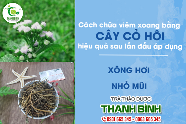 Cây Cứt Lợn ( Cây Cỏ Hôi ) Khô 1KG - Thảo Dược Thanh Bình