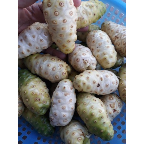 cây giống trái nhàu trắng