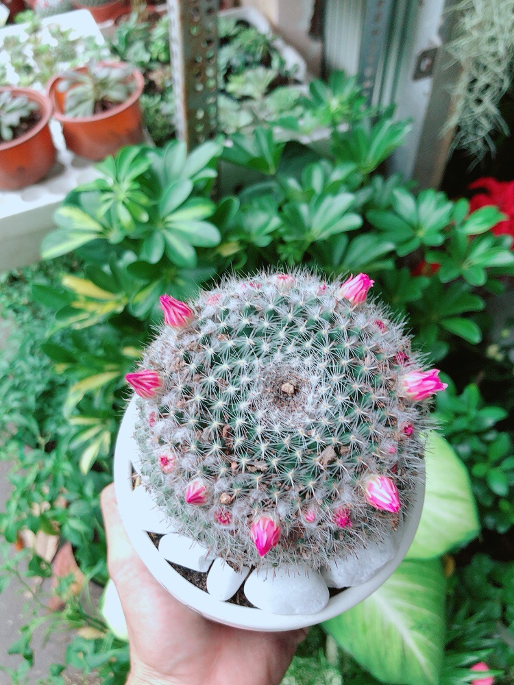 Chậu Xương Rồng Nở Hoa